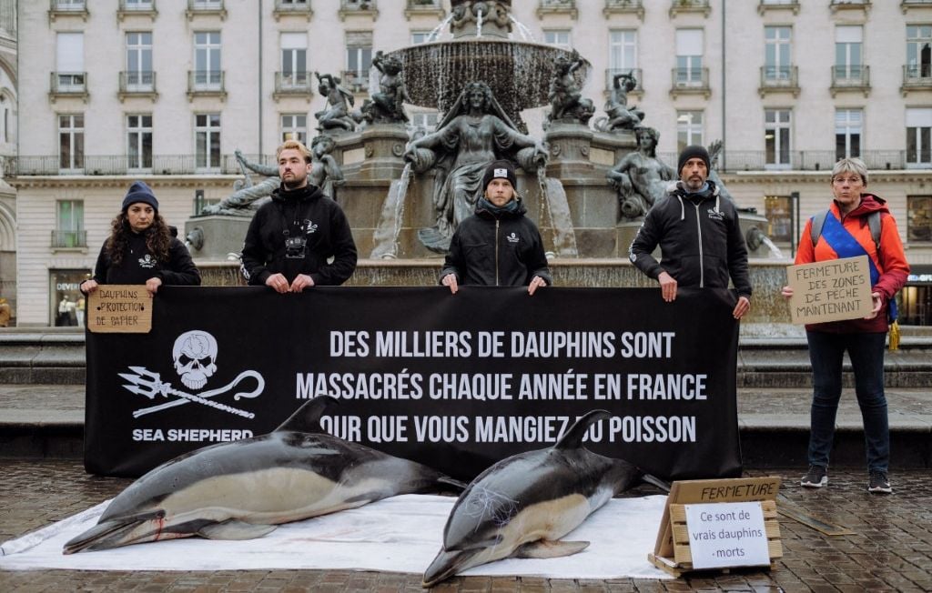 Para proteger a los delfines, nuevo mes sin pesca en 2027 en el Golfo de Vizcaya Para proteger a los delfines, nuevo mes sin pesca en 2027 en el Golfo de Vizcaya